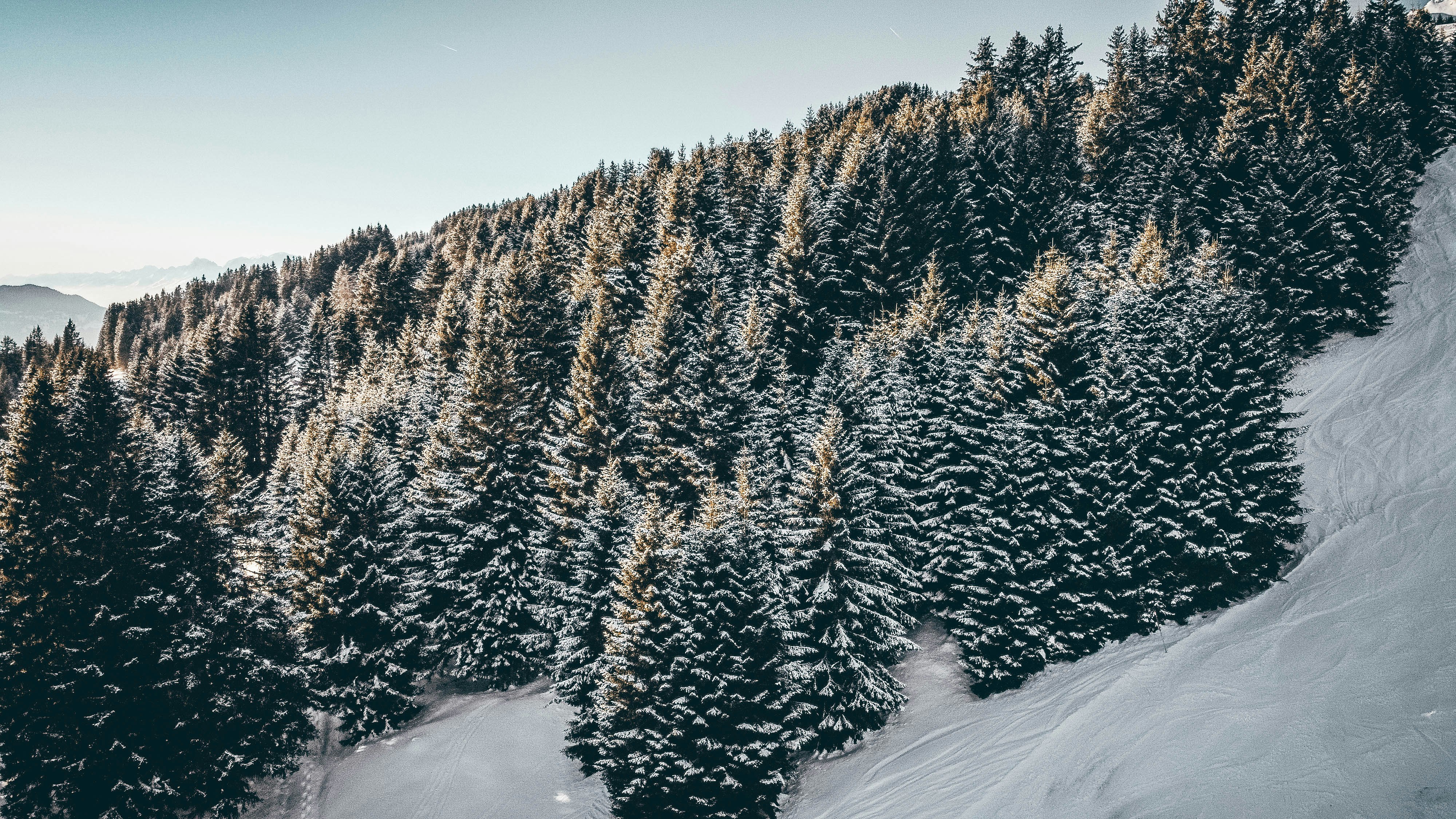 snow-covered trees